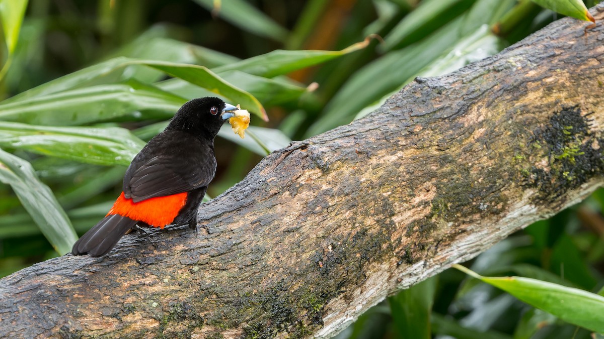 Scarlet-rumped Tanager - ML619303632