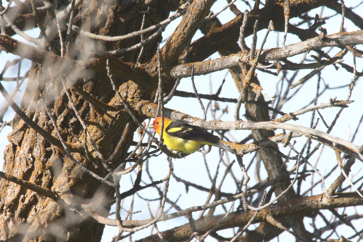 Western Tanager - ML619303654