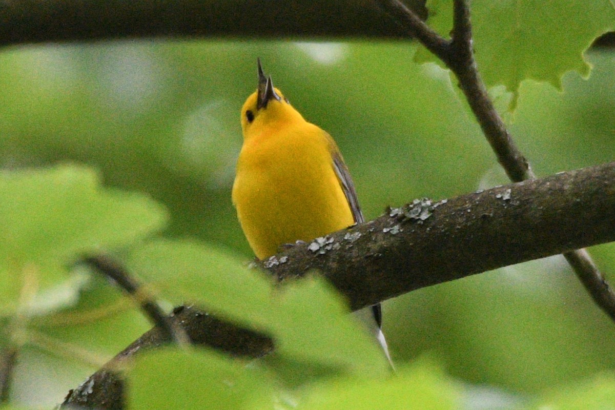 Prothonotary Warbler - ML619303660
