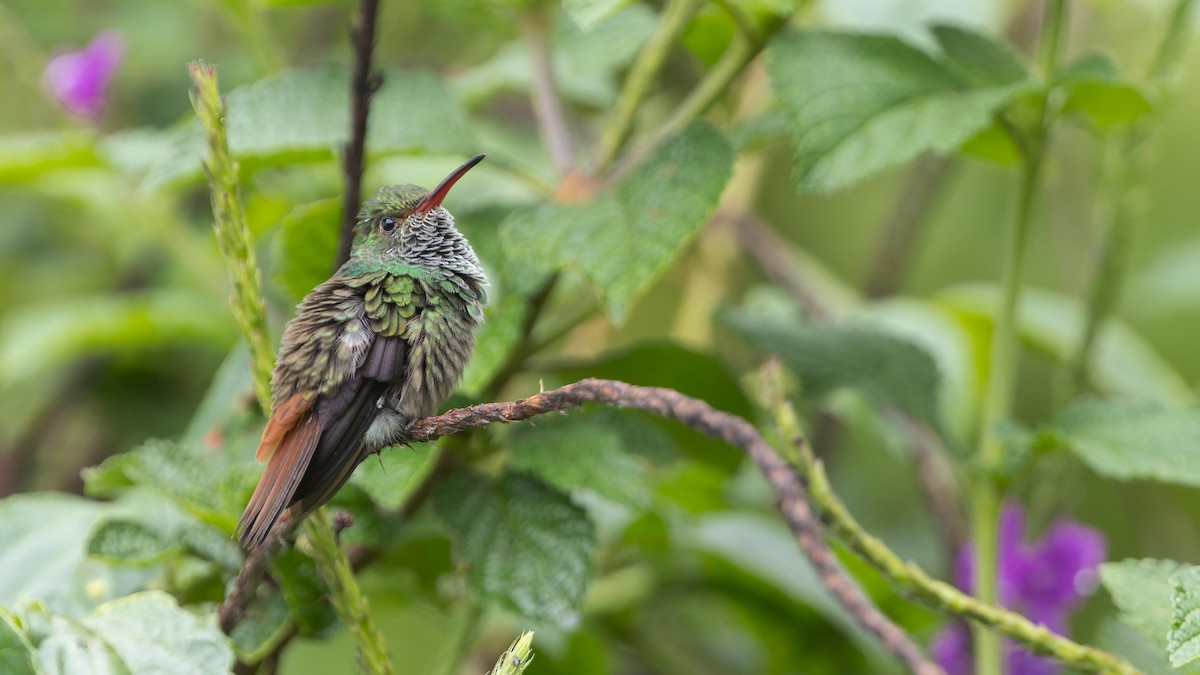 Rufous-tailed Hummingbird - ML619303680
