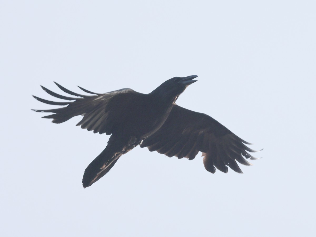 Common Raven - ML619303683