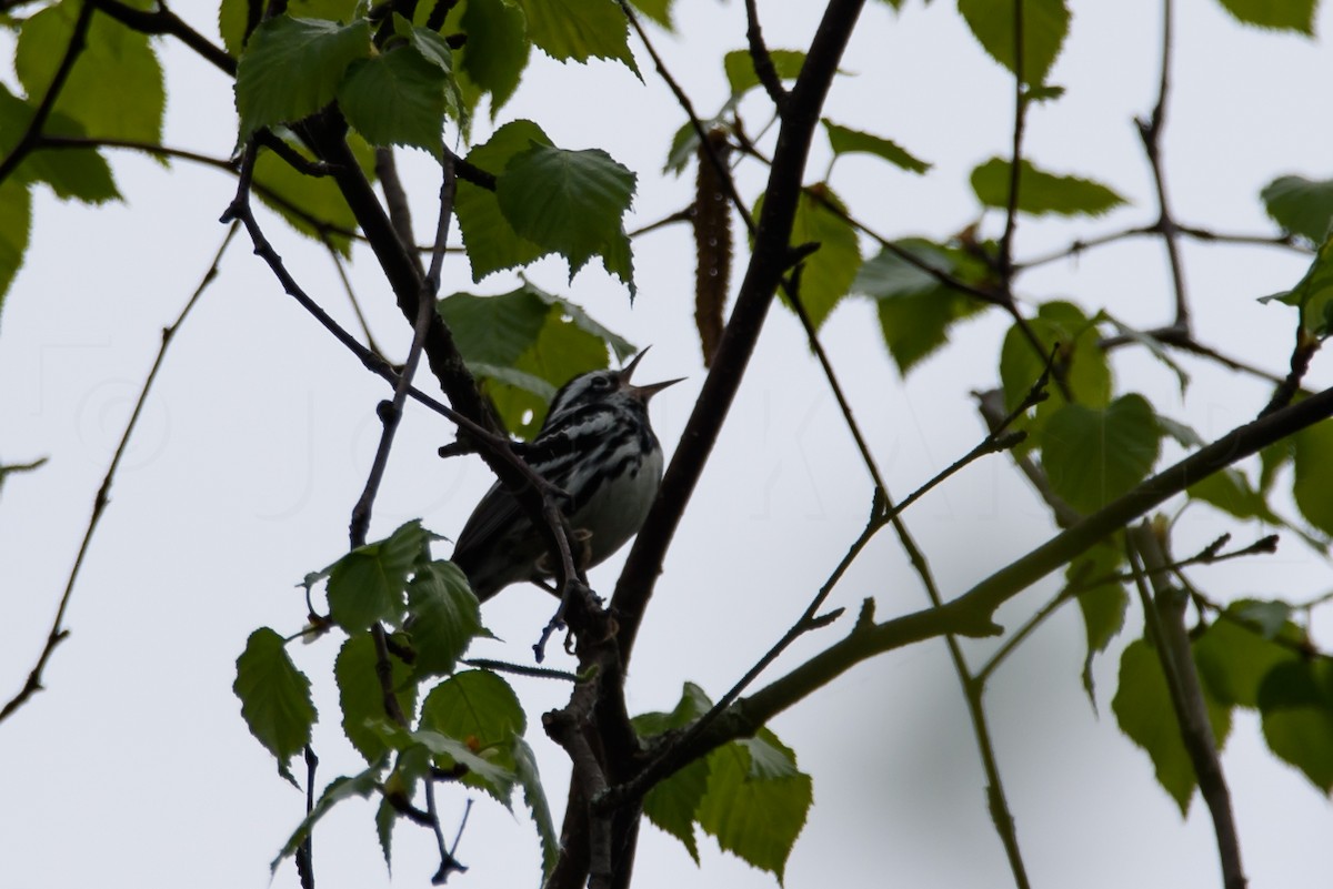 Black-and-white Warbler - ML619303689