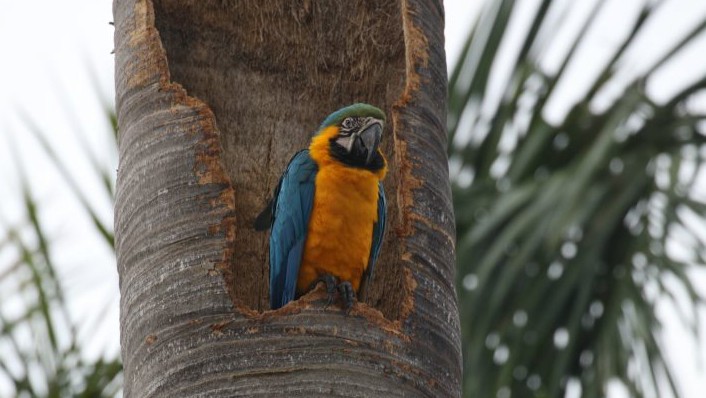 Blue-and-yellow Macaw - ML619303707