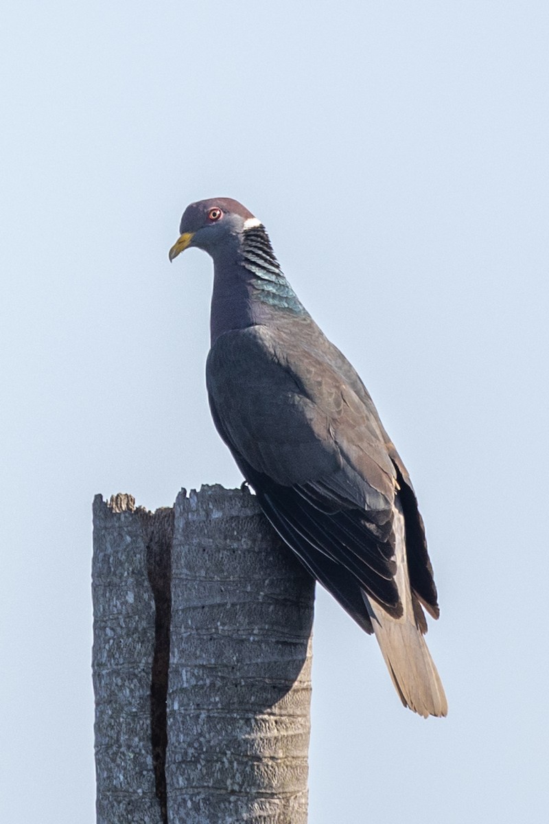 Band-tailed Pigeon - ML619303746