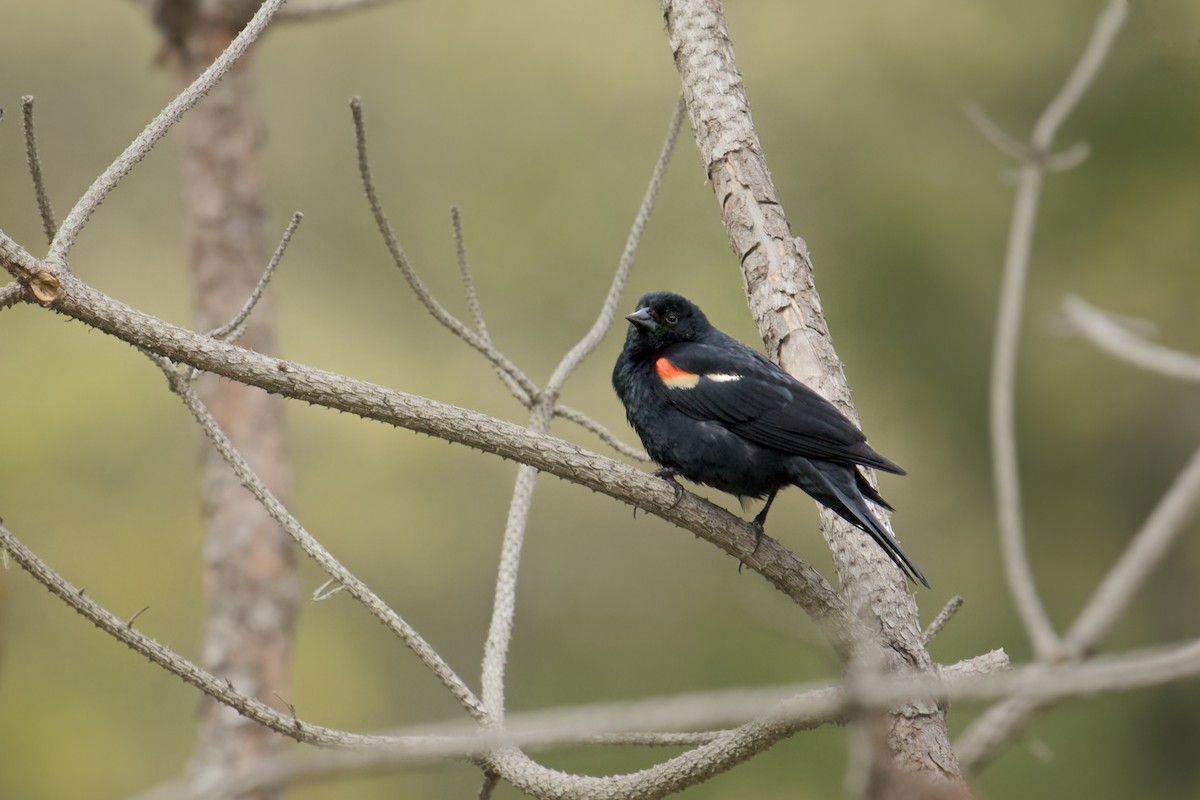 Red-winged Blackbird - ML619303751