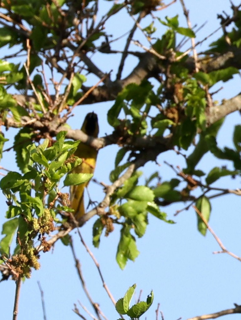 Orchard Oriole - ML619303753