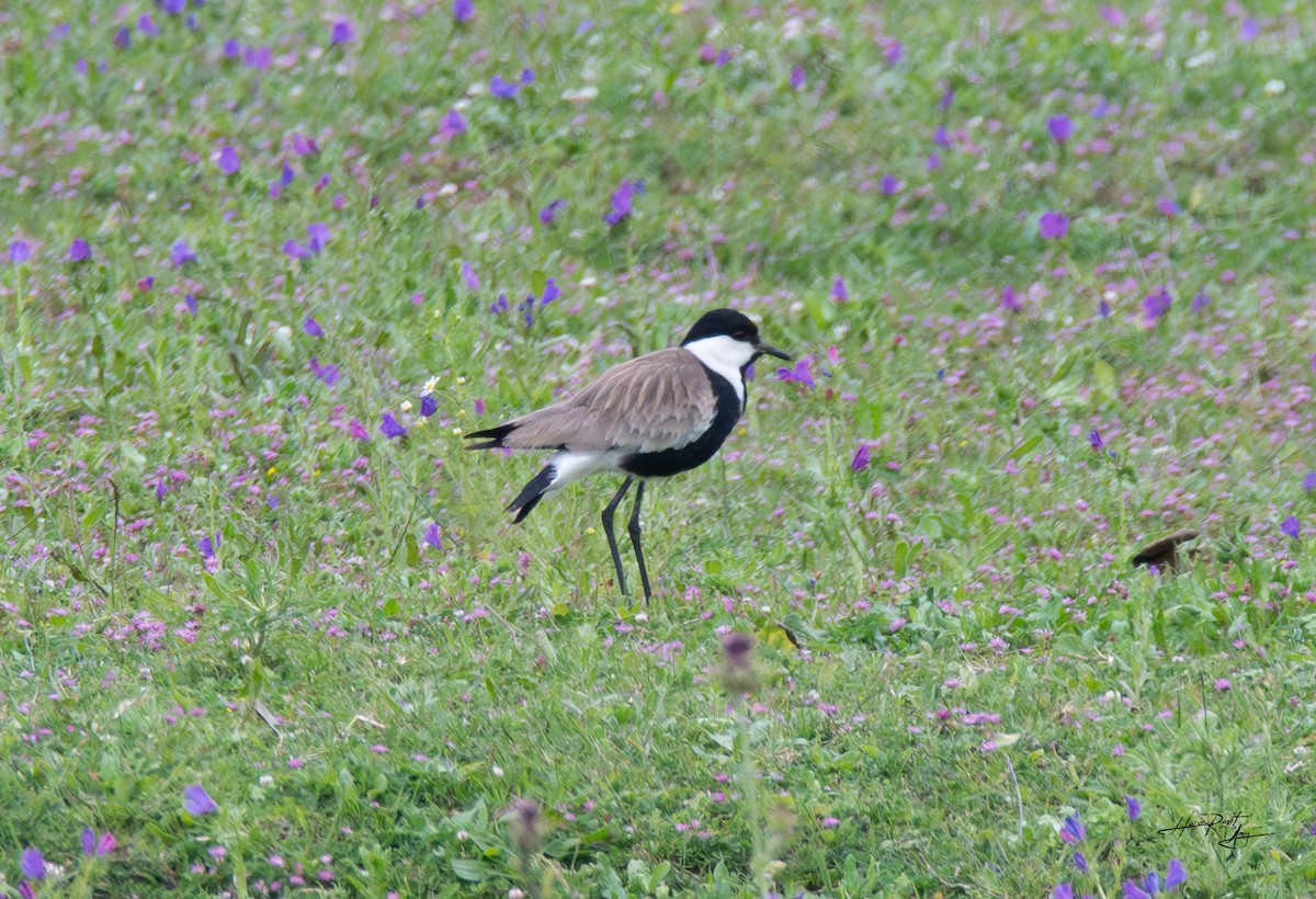 Spur-winged Lapwing - ML619303832