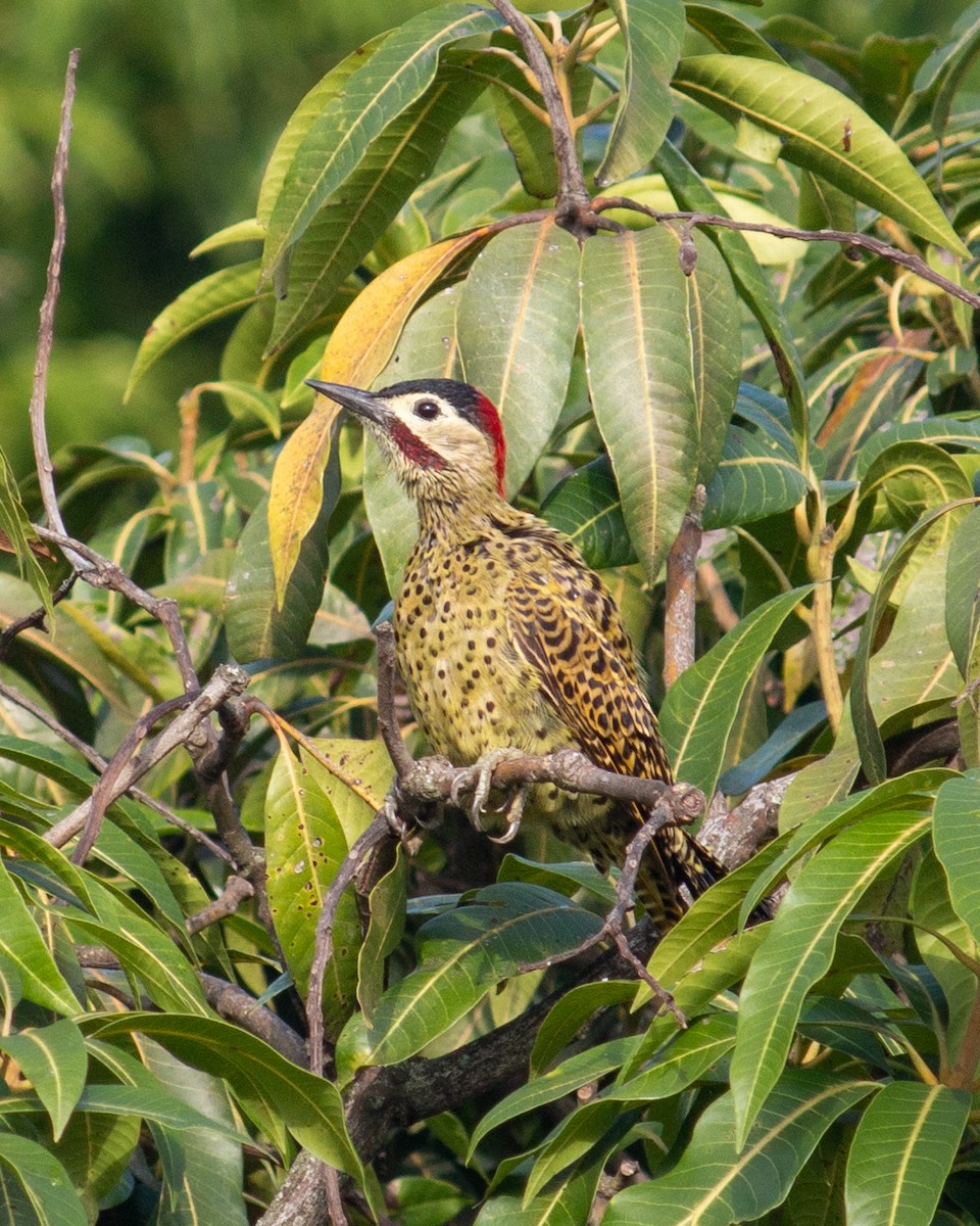 Green-barred Woodpecker - ML619303846