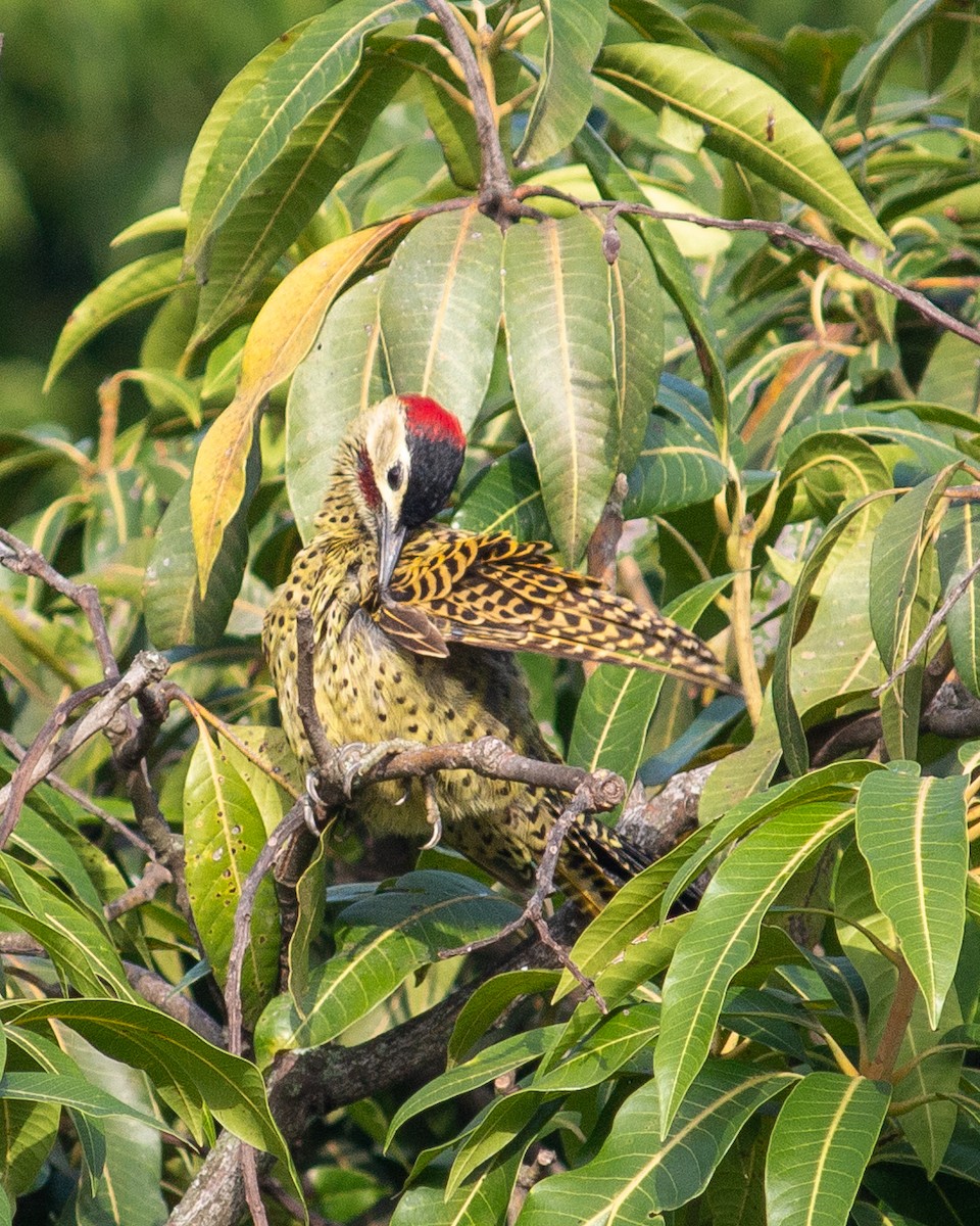 Green-barred Woodpecker - ML619303847
