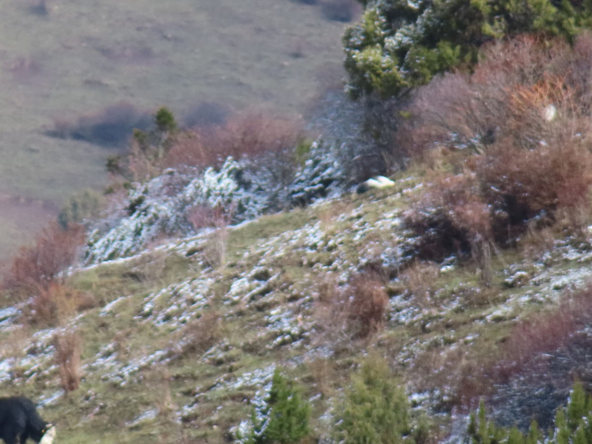 Белый ушастый фазан - ML619303914