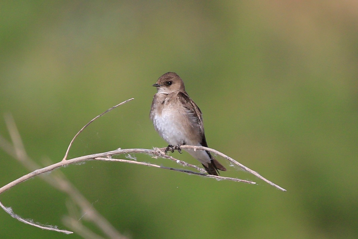 Northern Rough-winged Swallow - ML619303963