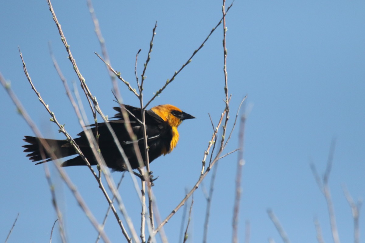 Yellow-headed Blackbird - ML619303988