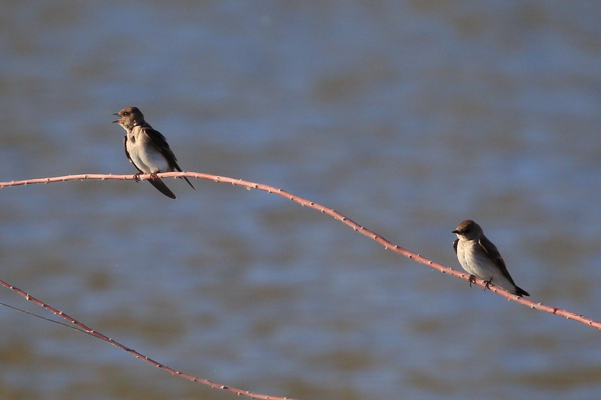 Northern Rough-winged Swallow - ML619303993