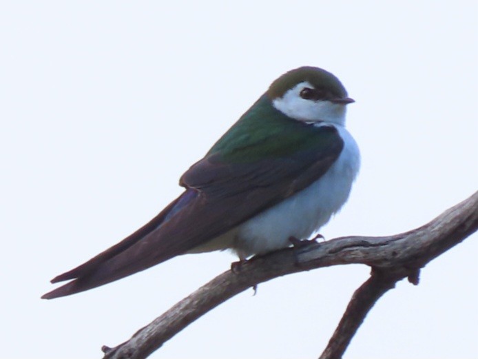 Violet-green Swallow - ML619303996