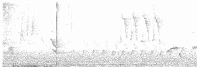 Тремблер прямодзьобий - ML619304008