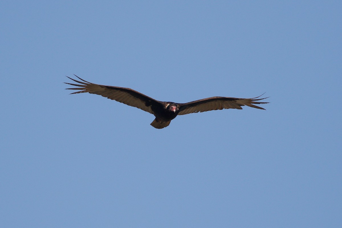 Turkey Vulture - ML619304015