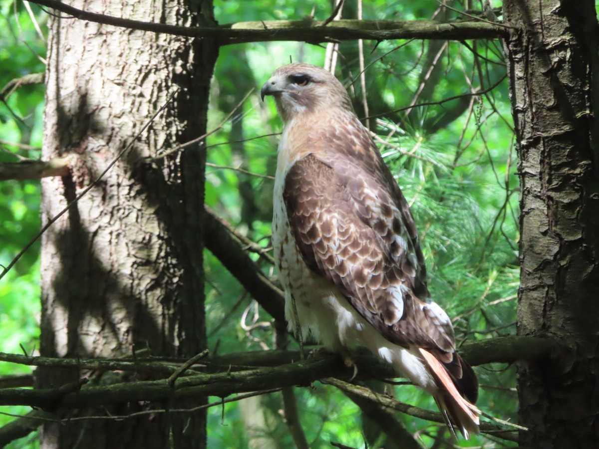 Red-tailed Hawk - ML619304093