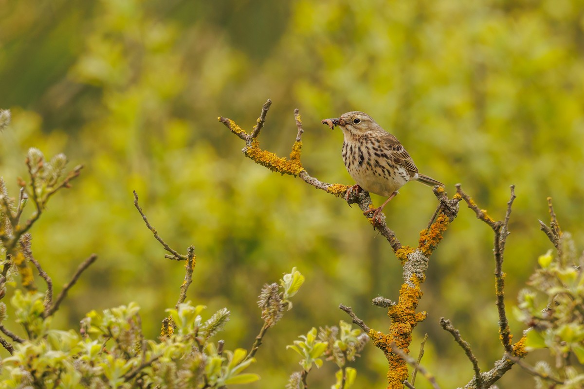 Meadow Pipit - ML619304101