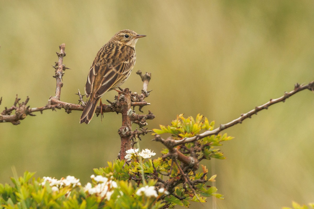Meadow Pipit - ML619304103