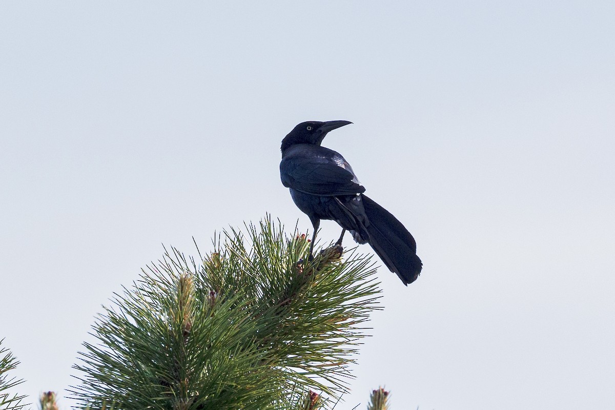 Great-tailed Grackle - ML619304106