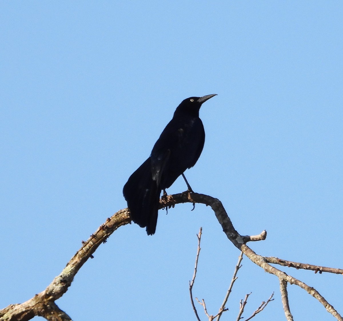 Great-tailed Grackle - ML619304124