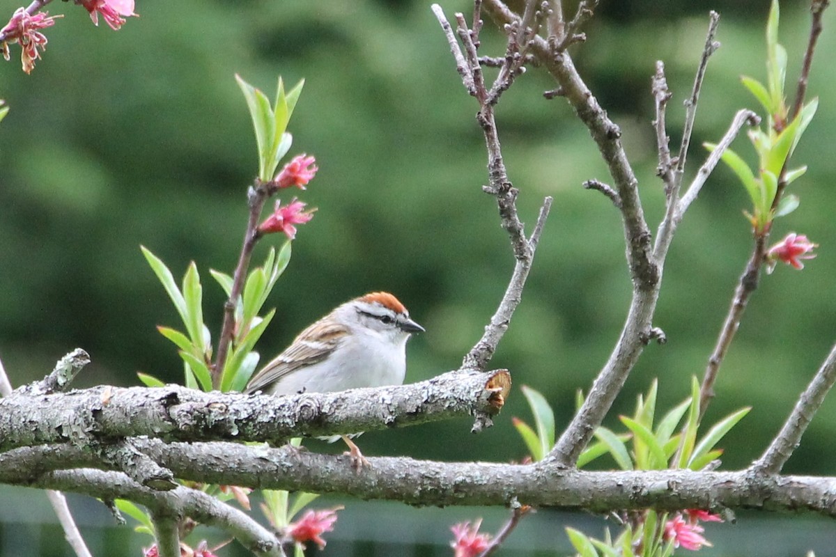 Chipping Sparrow - ML619304171