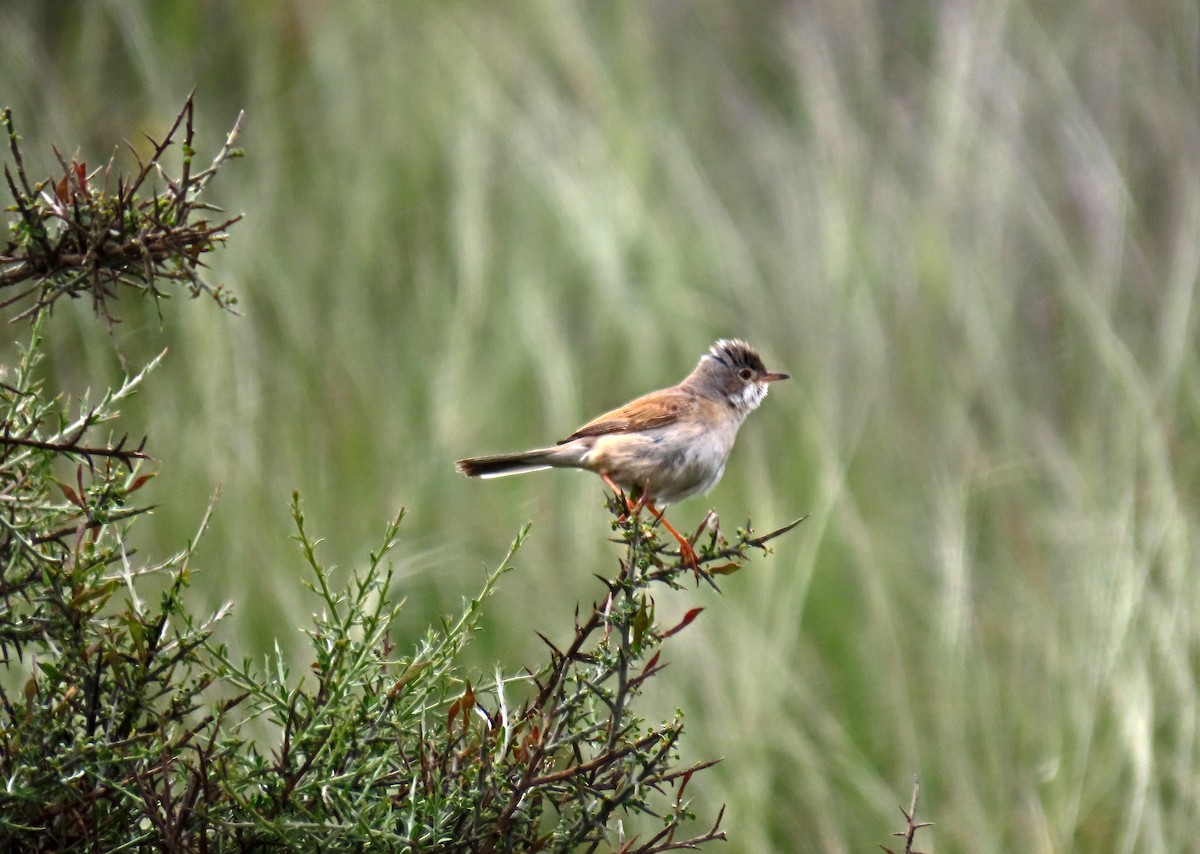 Spectacled Warbler - ML619304200