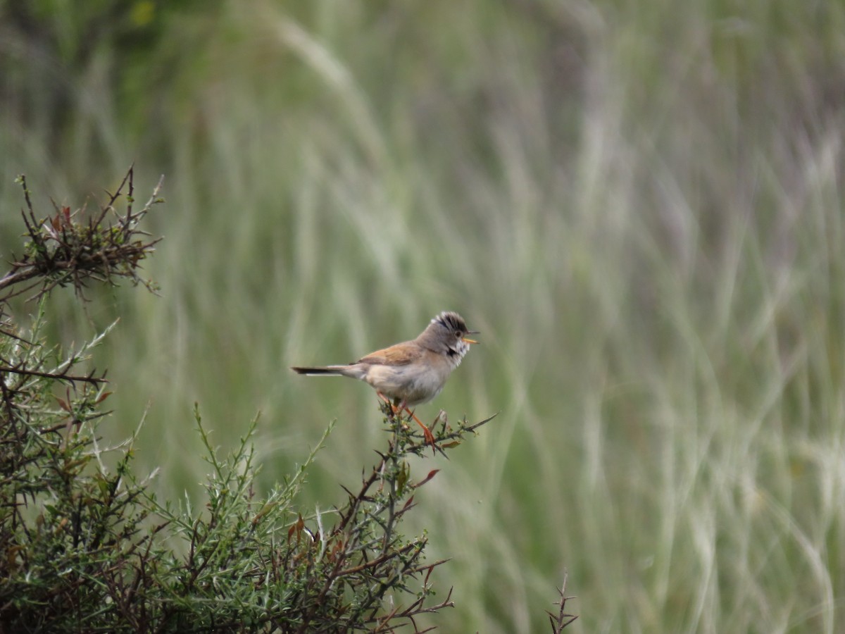 Spectacled Warbler - ML619304203