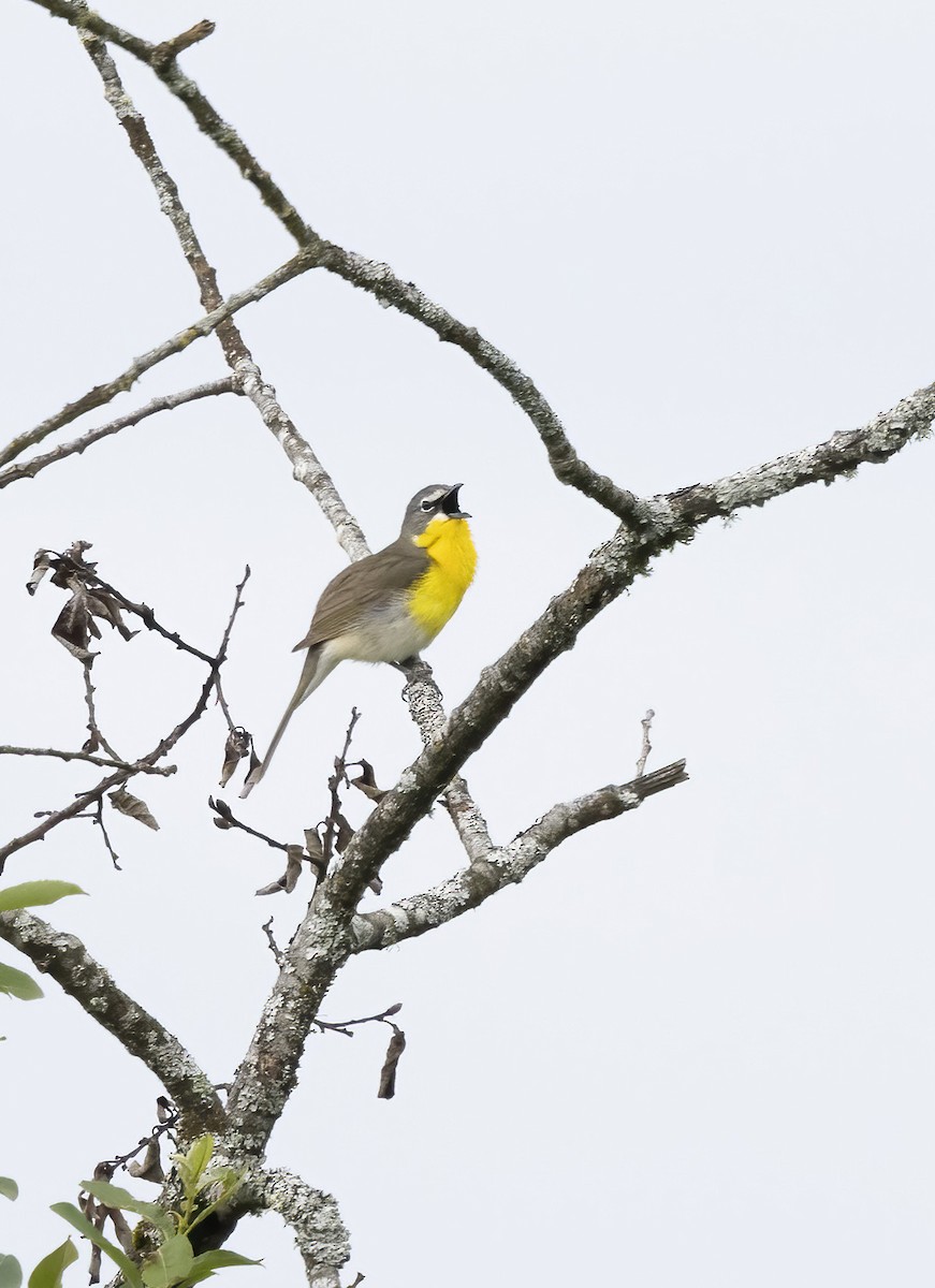 Yellow-breasted Chat - ML619304241