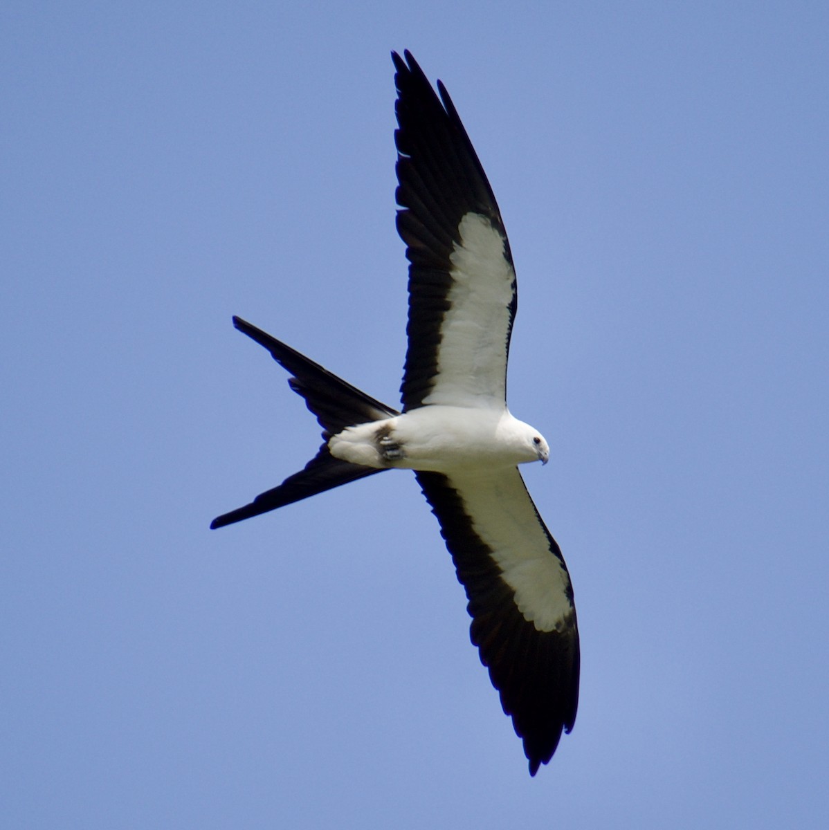 Swallow-tailed Kite - ML619304242