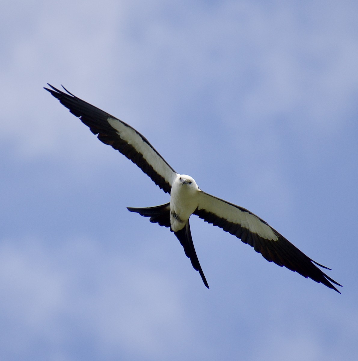 Swallow-tailed Kite - ML619304243