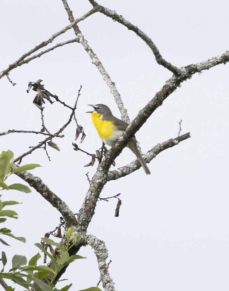 Yellow-breasted Chat - ML619304252