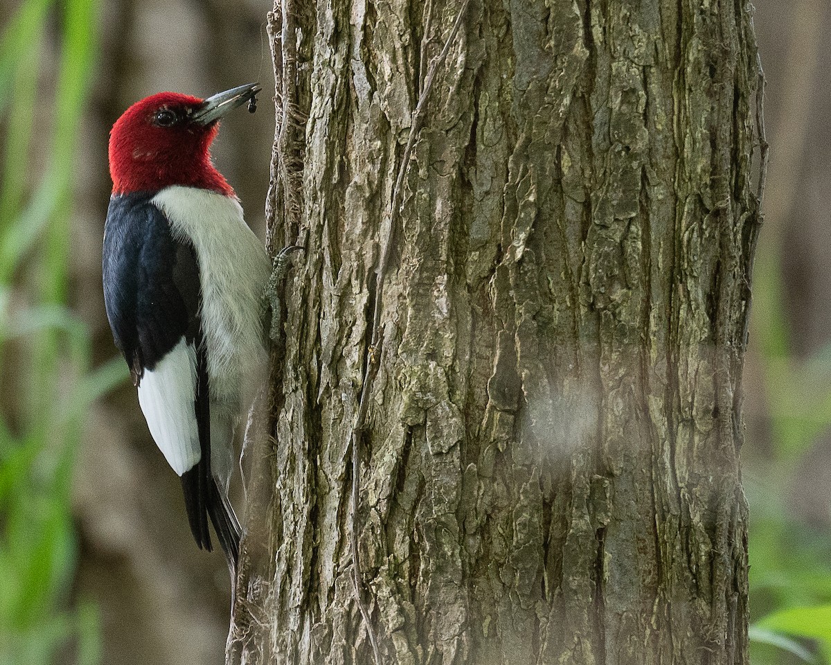 Red-headed Woodpecker - ML619304268