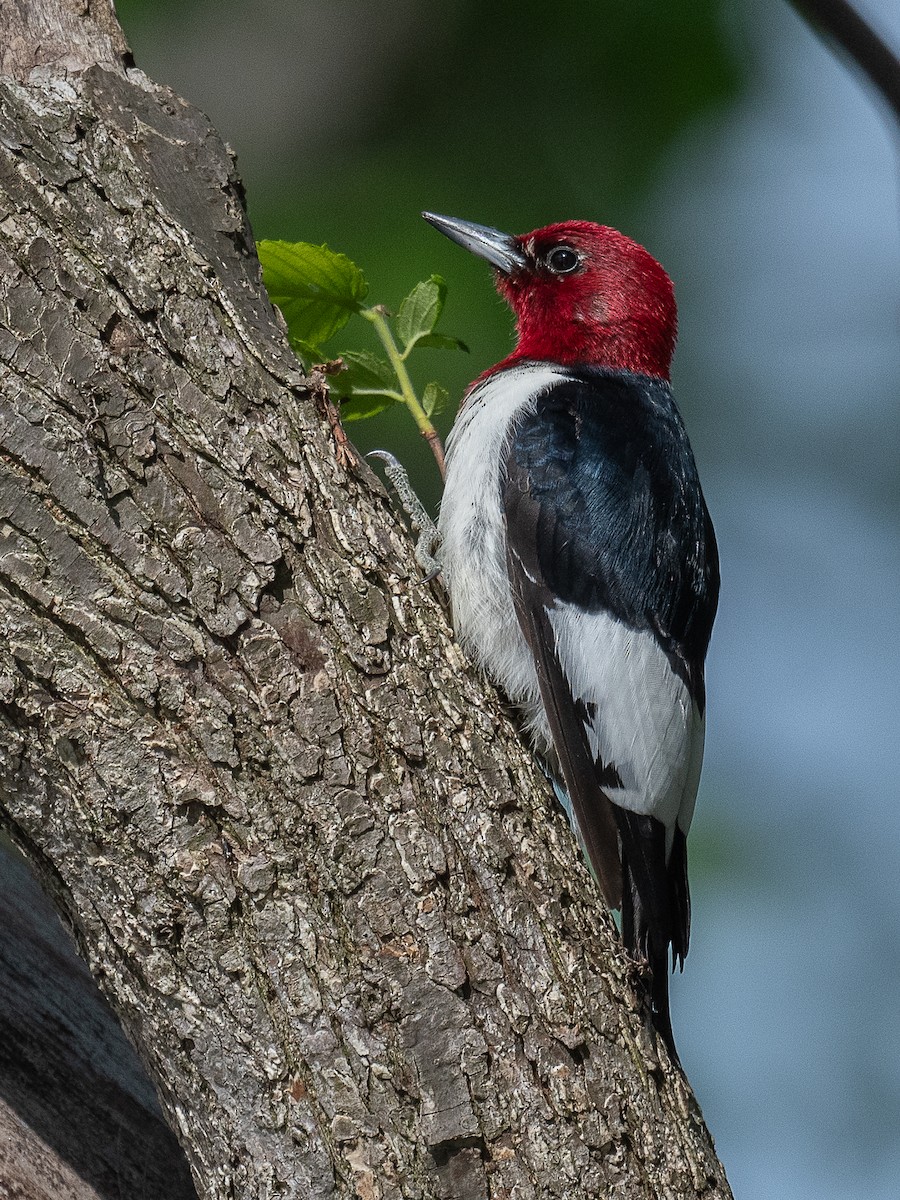 Red-headed Woodpecker - ML619304269