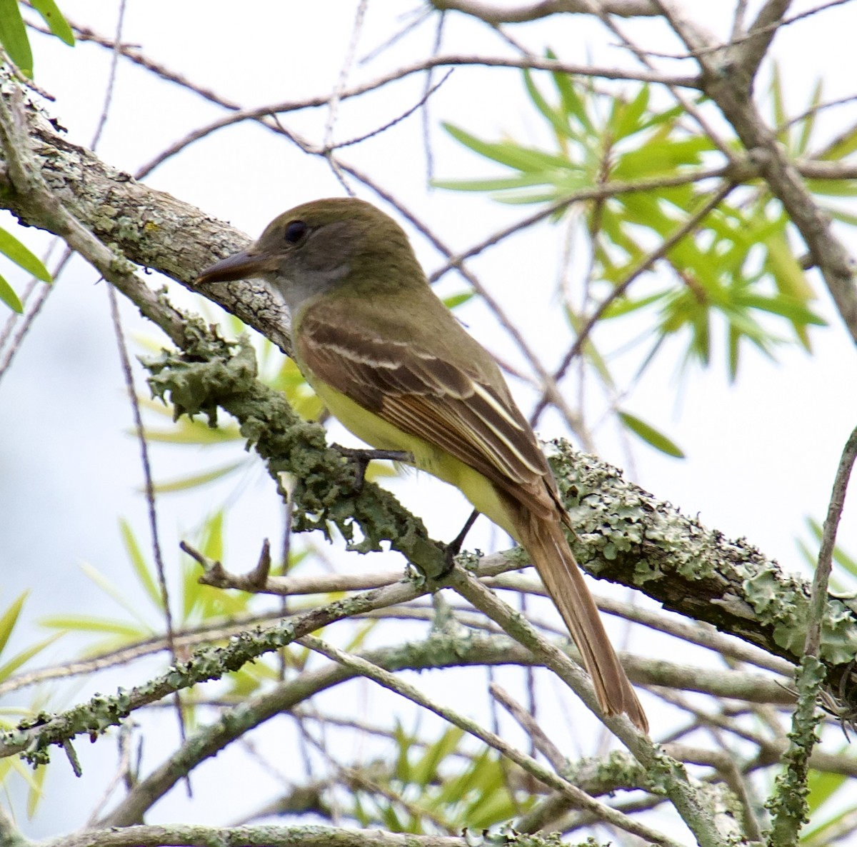 Great Crested Flycatcher - ML619304283
