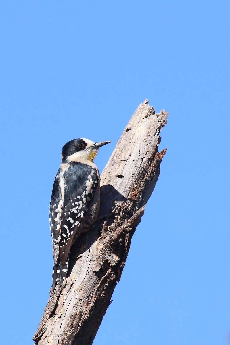 White-fronted Woodpecker - ML619304285