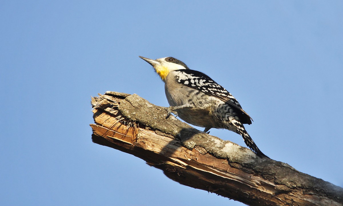 White-fronted Woodpecker - ML619304325