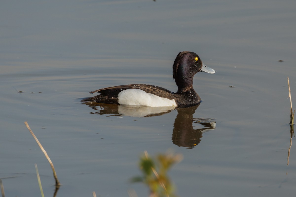 Tufted Duck - ML619304337