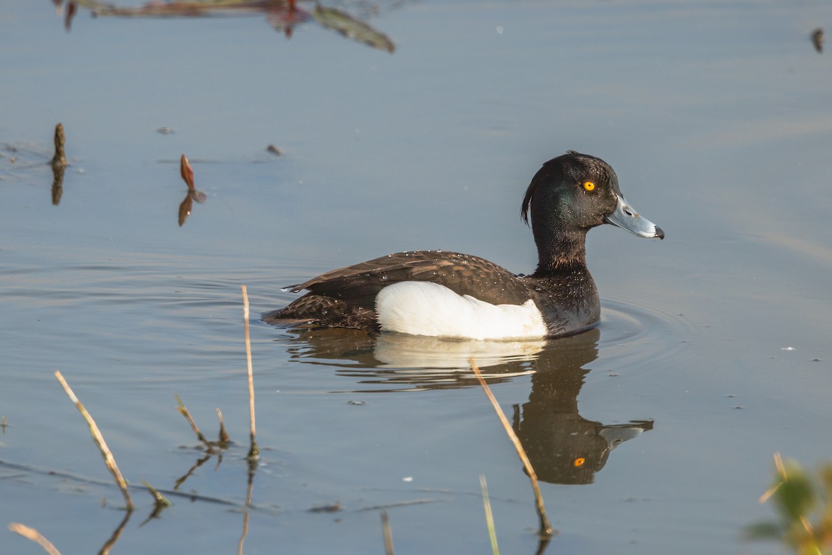 Tufted Duck - ML619304338