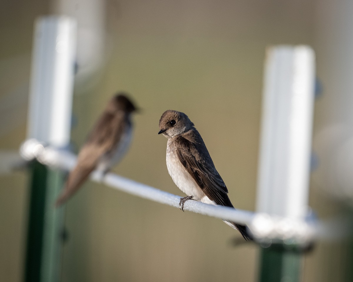 Northern Rough-winged Swallow - ML619304371