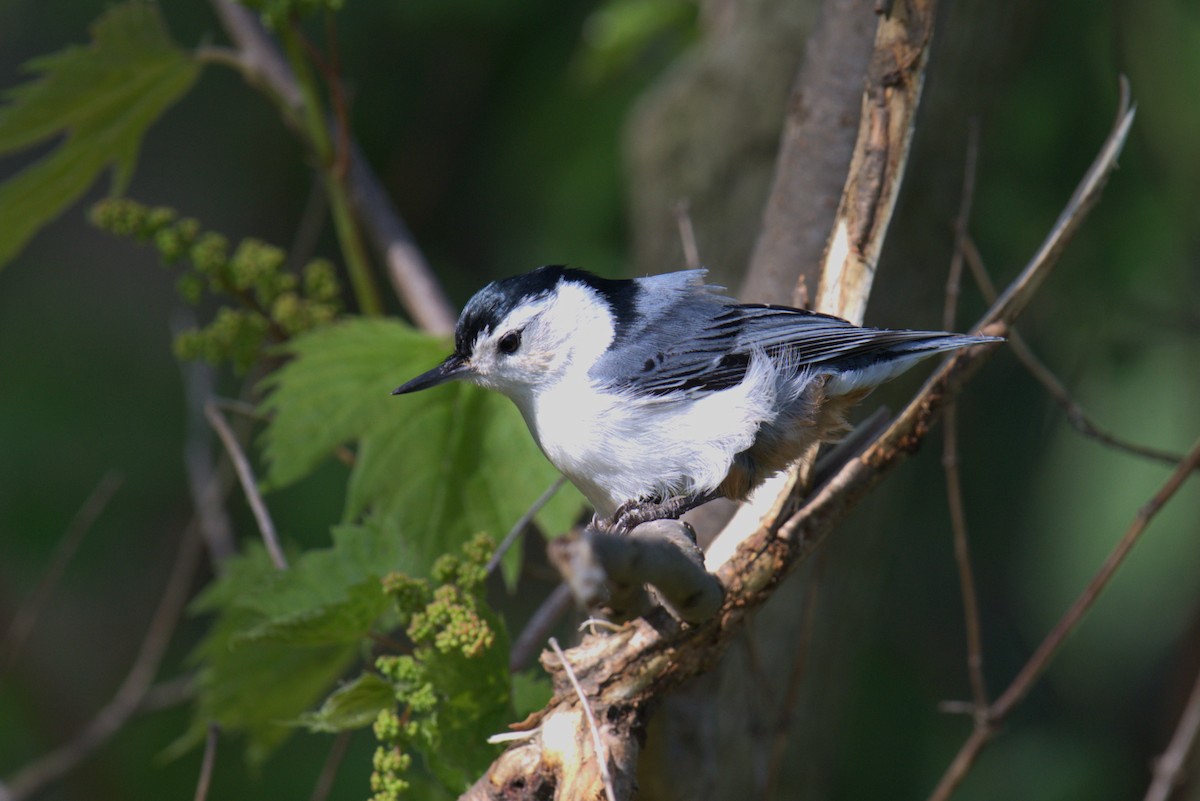 White-breasted Nuthatch - ML619304384