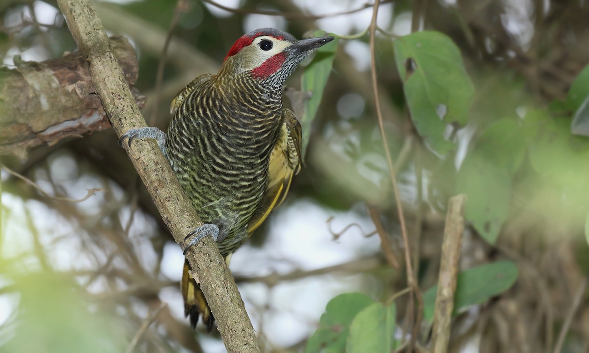Golden-olive Woodpecker - ML619304385