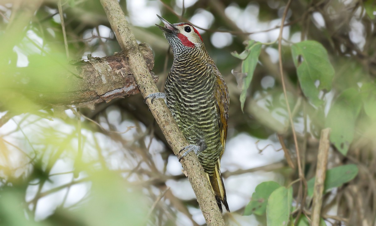 Golden-olive Woodpecker - ML619304386