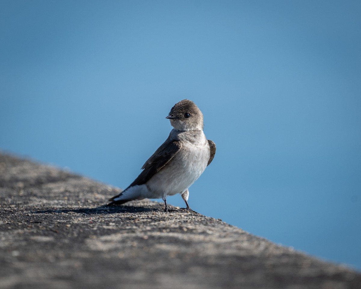 Northern Rough-winged Swallow - ML619304437