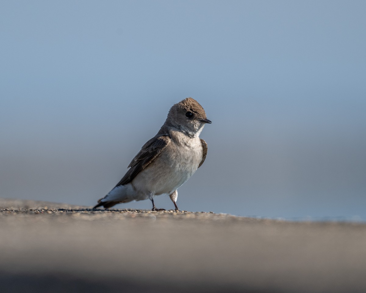 Northern Rough-winged Swallow - ML619304440
