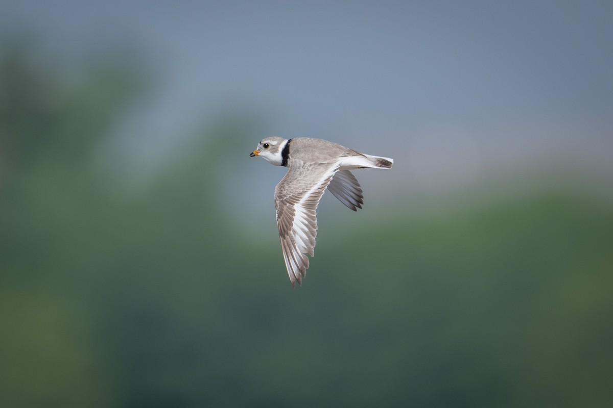 Piping Plover - ML619304457