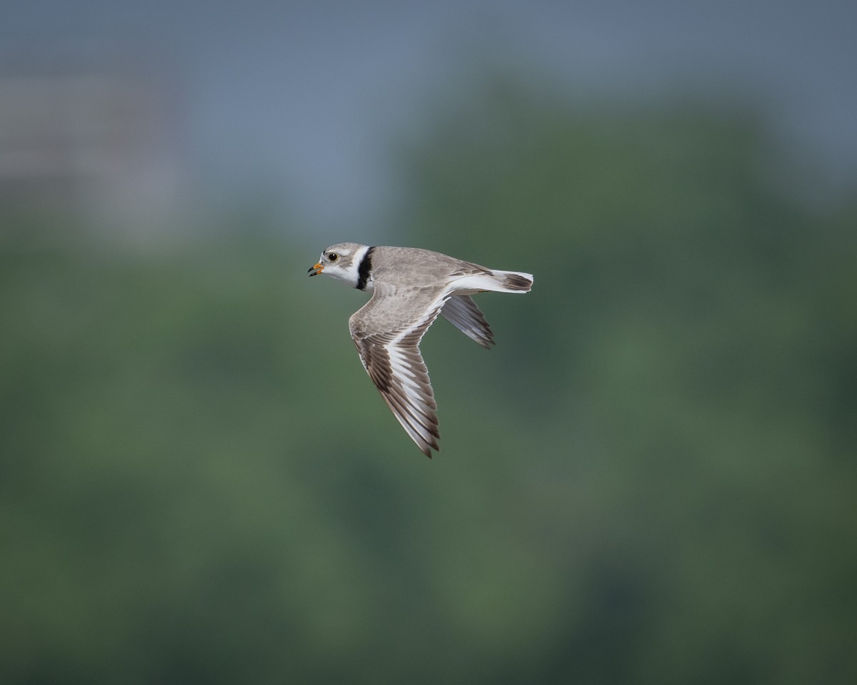 Piping Plover - ML619304458
