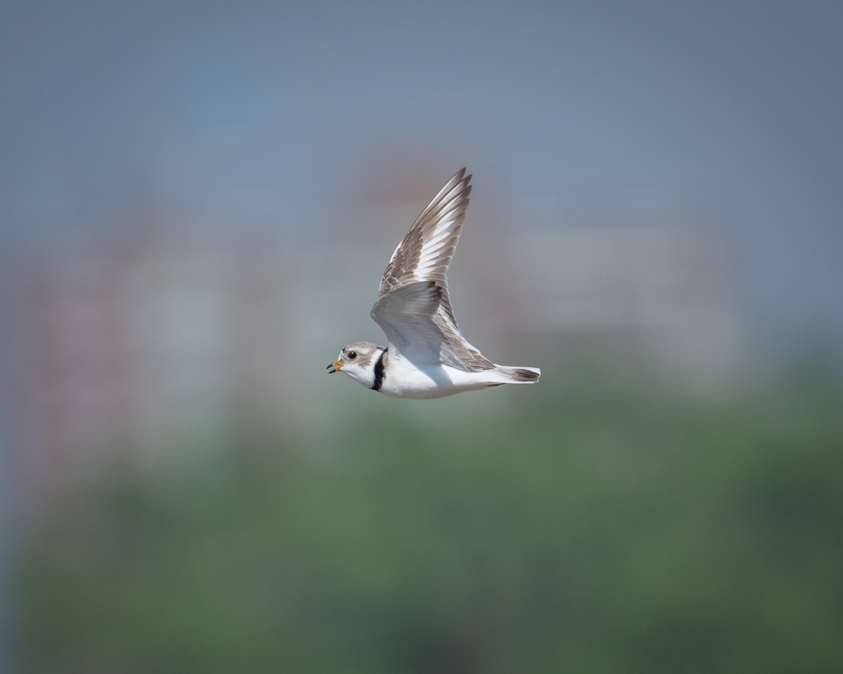 Piping Plover - ML619304459