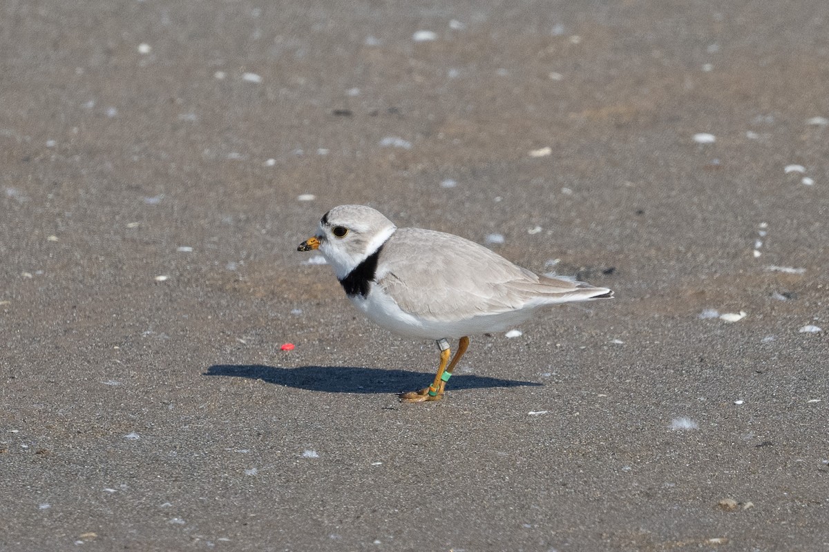 Piping Plover - ML619304461