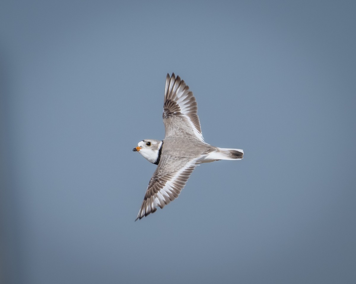 Piping Plover - ML619304462